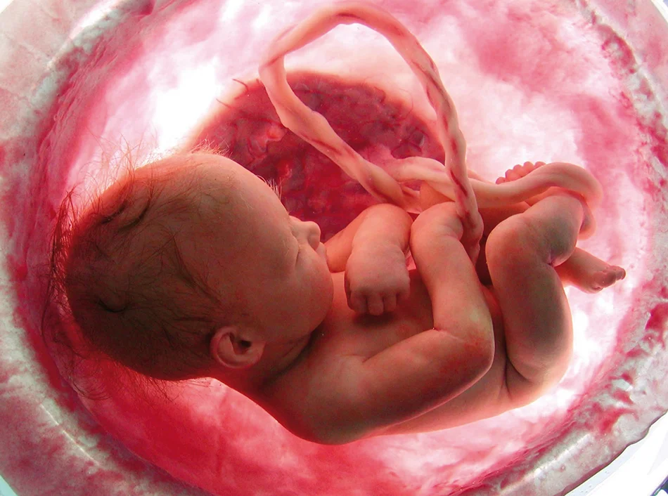 Thou shalt not abort the fruit of the womb